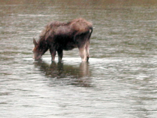 Moosey